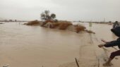 سیلاب هرمزگان ۶۰۰۰ هکتار زمین کشاورزی را درنوردید؛ خسارات گسترده در انتظار کشاورزان!