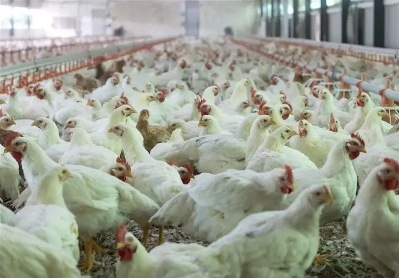 بردسکن رکوردشکنی کرد؛ 371 هزار جوجه‌ریزی در یک ماه و جهش تولید مرغ!