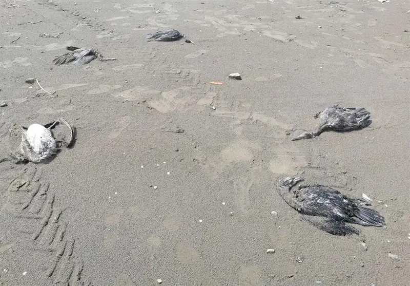 تلفات دردناک باکلان‌ها در رودسر؛ محیط‌زیست: این فاجعه قابل پیشگیری بود