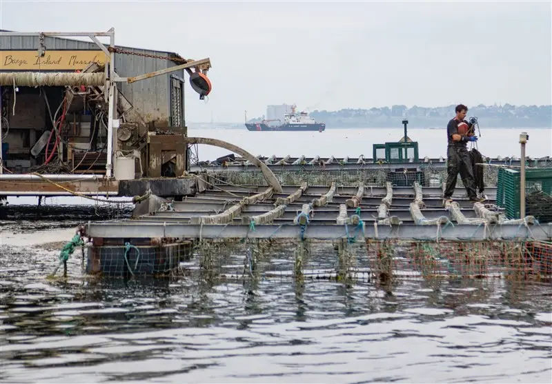 هشدار جدی در دریای خزر؛ باکو به‌زور استراتژی صید را کنار گذاشت و به آبزی‌پروری صنعتی روی آورد!