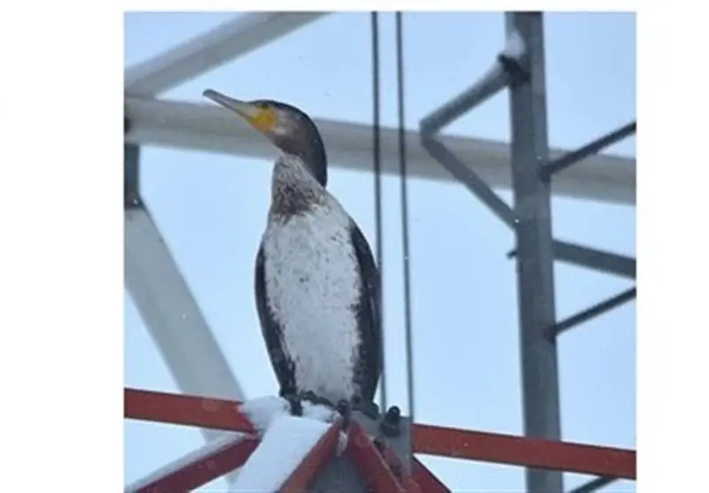 شگفتی در شهرضا؛ اولین مشاهده باکلان ماهی‌خوار در زیستگاه آبی شهر!