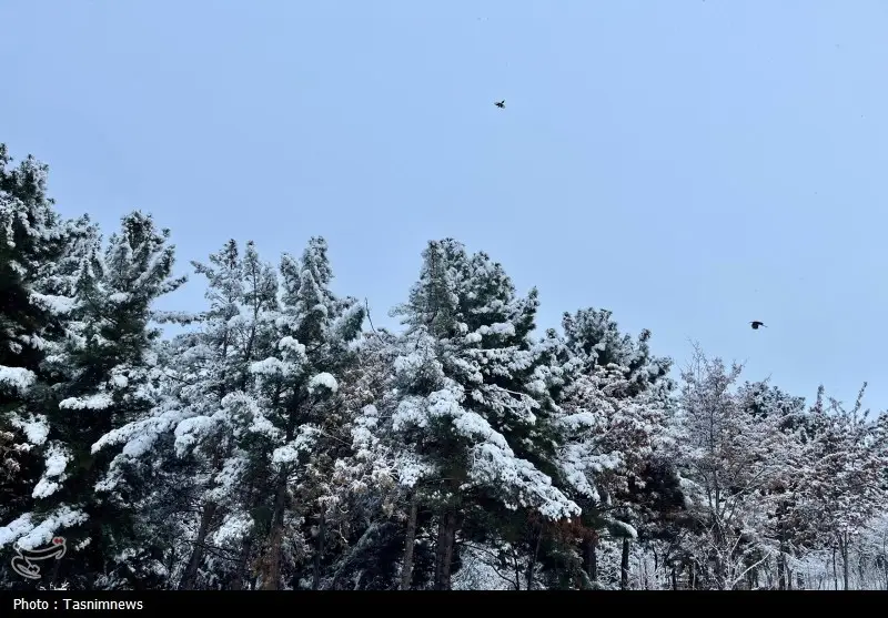 اخبار استان خراسان شمالی , 