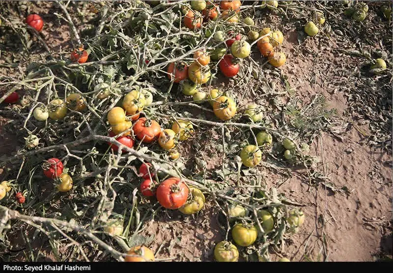 اخبار استان بوشهر , کشاورزی , اخبار بوشهر ,
