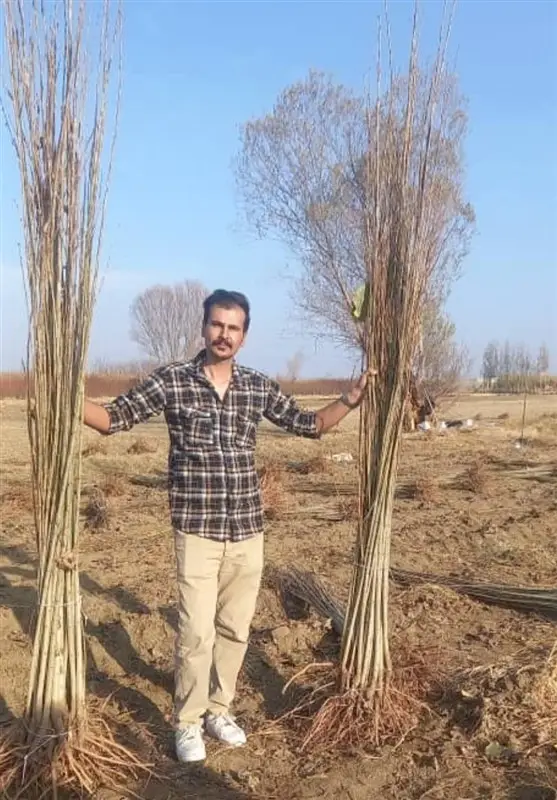 نهالستان شاهسون قیمت‌های شگفت‌انگیز نهال صنوبر و گردو را برای اولین بار در ایران ارائه کرد!