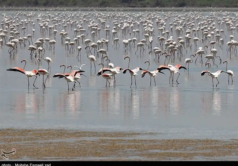 رقص حیرت‌انگیز هزاران پرنده مهاجر در آسمان خلیج‌فارس و جنگل‌های حرا قشم