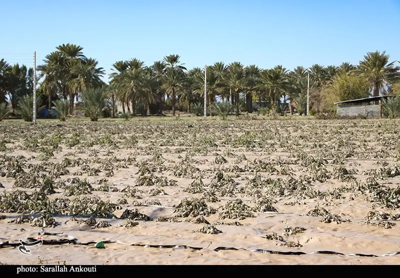 استان کرمان , اخبار استان کرمان , کشاورزی , سیل , بارندگی , 