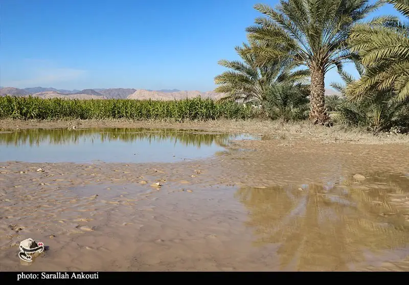 استان کرمان , اخبار استان کرمان , کشاورزی , سیل , بارندگی , 