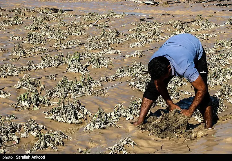 خسارت بی‌سابقه ۴.۵ همتی سیل به کشاورزی جنوب کرمان؛ معیشت هزاران نفر در خطر!