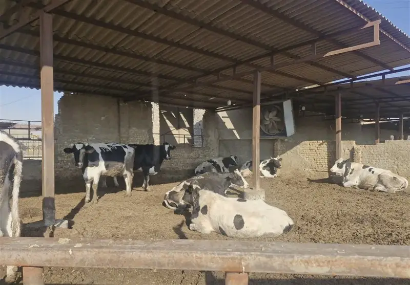 اخبار اسلامشهر , تب برفکی , تولید ملی , 