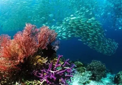 شروع پروژه شگفت‌انگیز ساخت زیستگاه مصنوعی دریایی در قشم با هدف نجات تنوع زیستی!