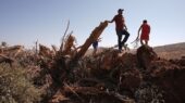 ریشه‌کن شدن ۸ هزار درخت زیتون فلسطینی در یک هفته؛ خسارتی میلیون دلاری در کرانه باختری