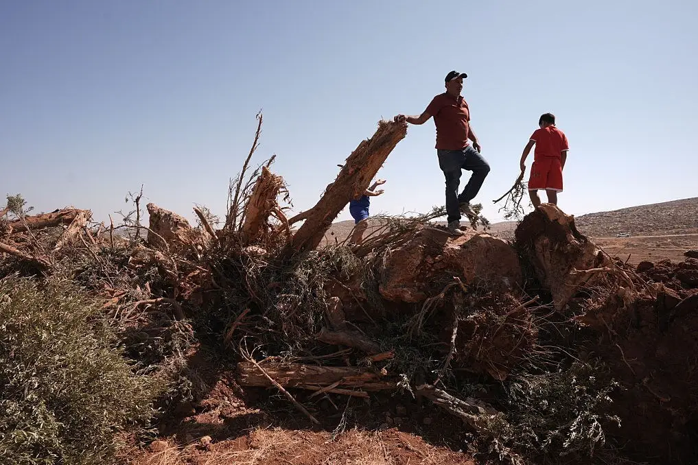 ریشه‌کن شدن ۸ هزار درخت زیتون فلسطینی در یک هفته؛ خسارتی میلیون دلاری در کرانه باختری