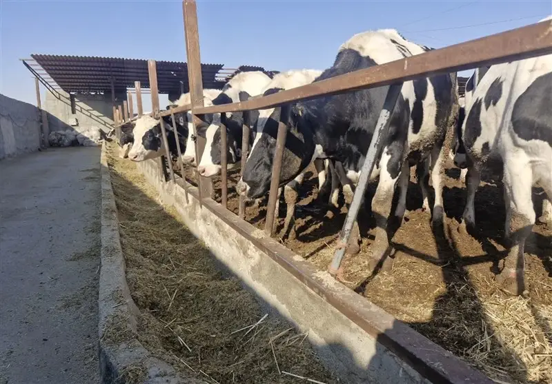 آخورهای خالی در اسلامشهر؛ دامداران در آستانه ورشکستگی و دولت در انتظار تصمیم بزرگ!