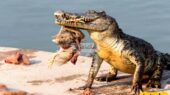 صحنه‌ای نفس‌گیر در حیات‌وحش؛ تمساح خشمگین در تعقیب سمورهای جسور کنار رودخانه!