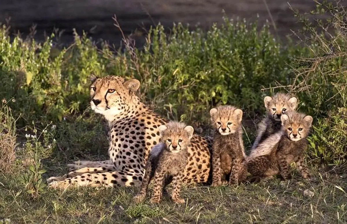 شگفتی در میاندشت؛ مشاهده همزمان ۶ قلاده یوزپلنگ آسیایی در پناهگاه حیات‌وحش!