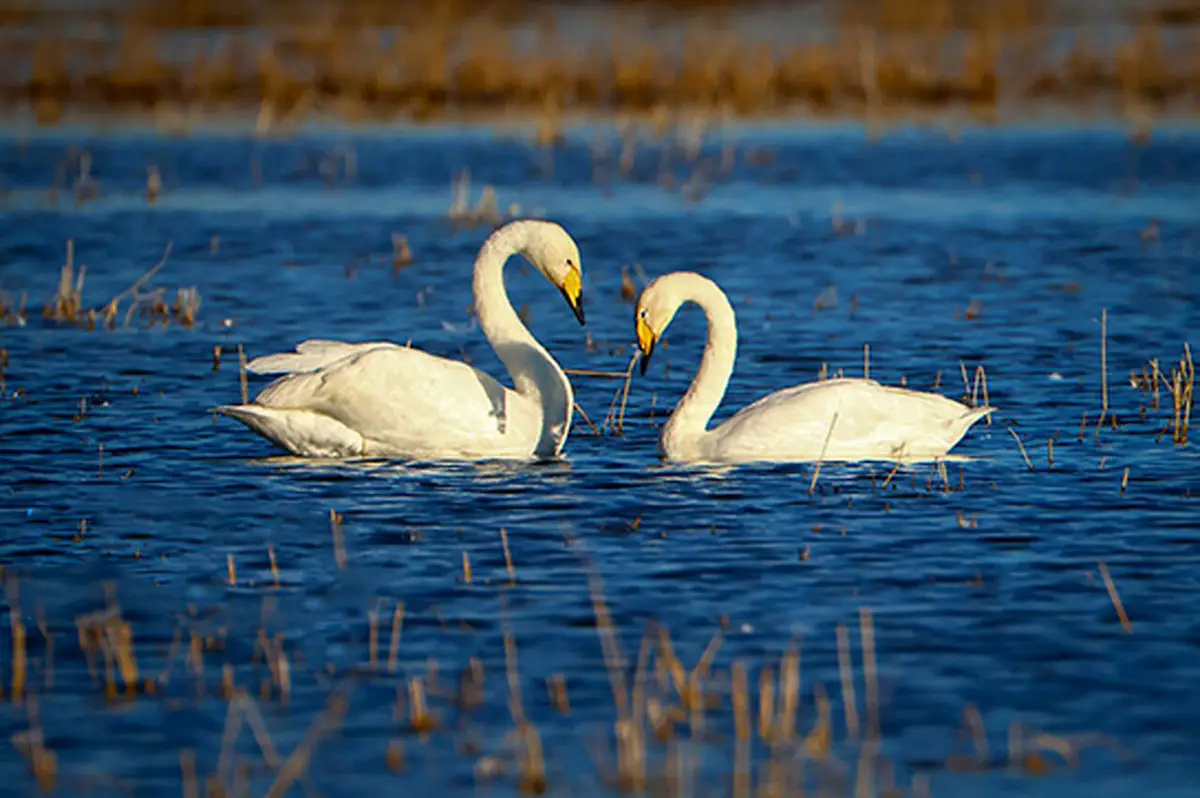 بازگشت شگفت‌انگیز ۴۵۰۰ پرنده به تالاب کانی‌برازان؛ طبیعت نفس کشید!