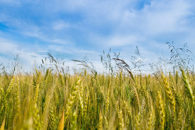 تحقق ۸۴ درصدی برنامه کشت گندم، جو و کلزا در اراضی زراعی قزوین