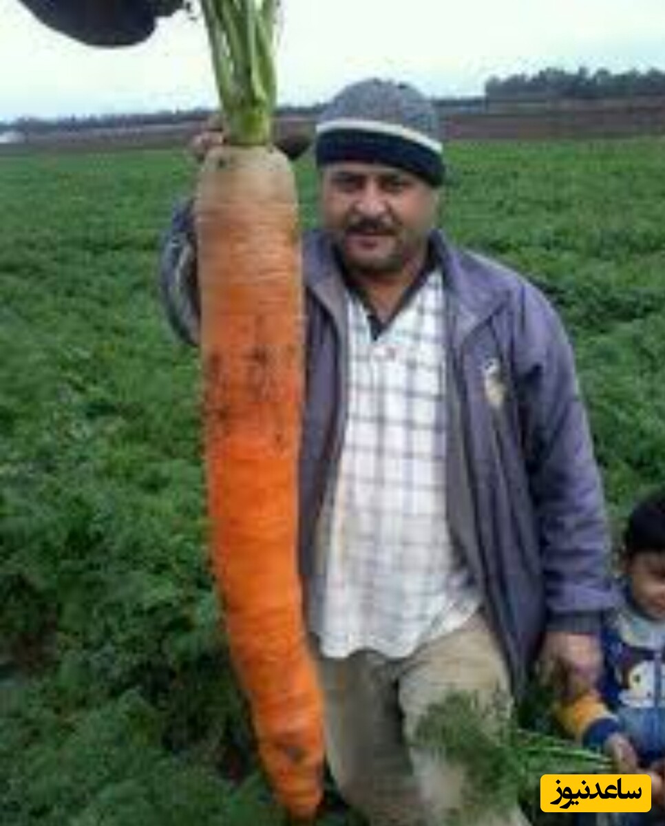 خلاقیت بی‌نظیر کشاورز تبریزی در پیوند زدن درخت گردو که همه را حیرت‌زده کرد!