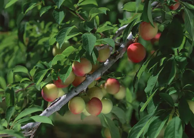 زنجان چگونه به قطب بی‌رقیب تولید زیتون و محصولات باغی ایران تبدیل شد؟