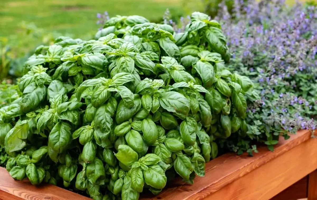 ریحان؛ گیاهی معجزه‌آسا با خواص شگفت‌انگیز و نکاتی که باید درباره مضراتش بدانید!