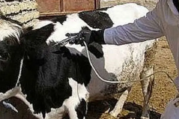 سویه جدید تب برفکی SAT۱ چگونه مرزهای کشور را پشت سر گذاشت؟