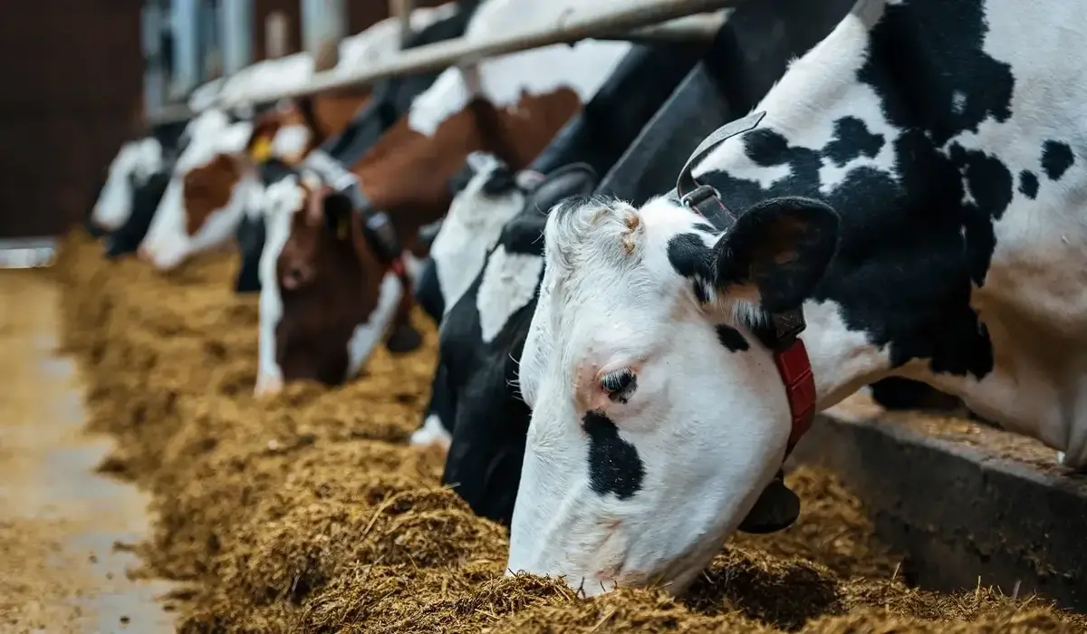 عضو کمیسیون کشاورزی: تأمین نهاده‌ها تا عید نوروز قطعی است؛ کشتی‌ها در بنادر مشغول تخلیه‌اند!