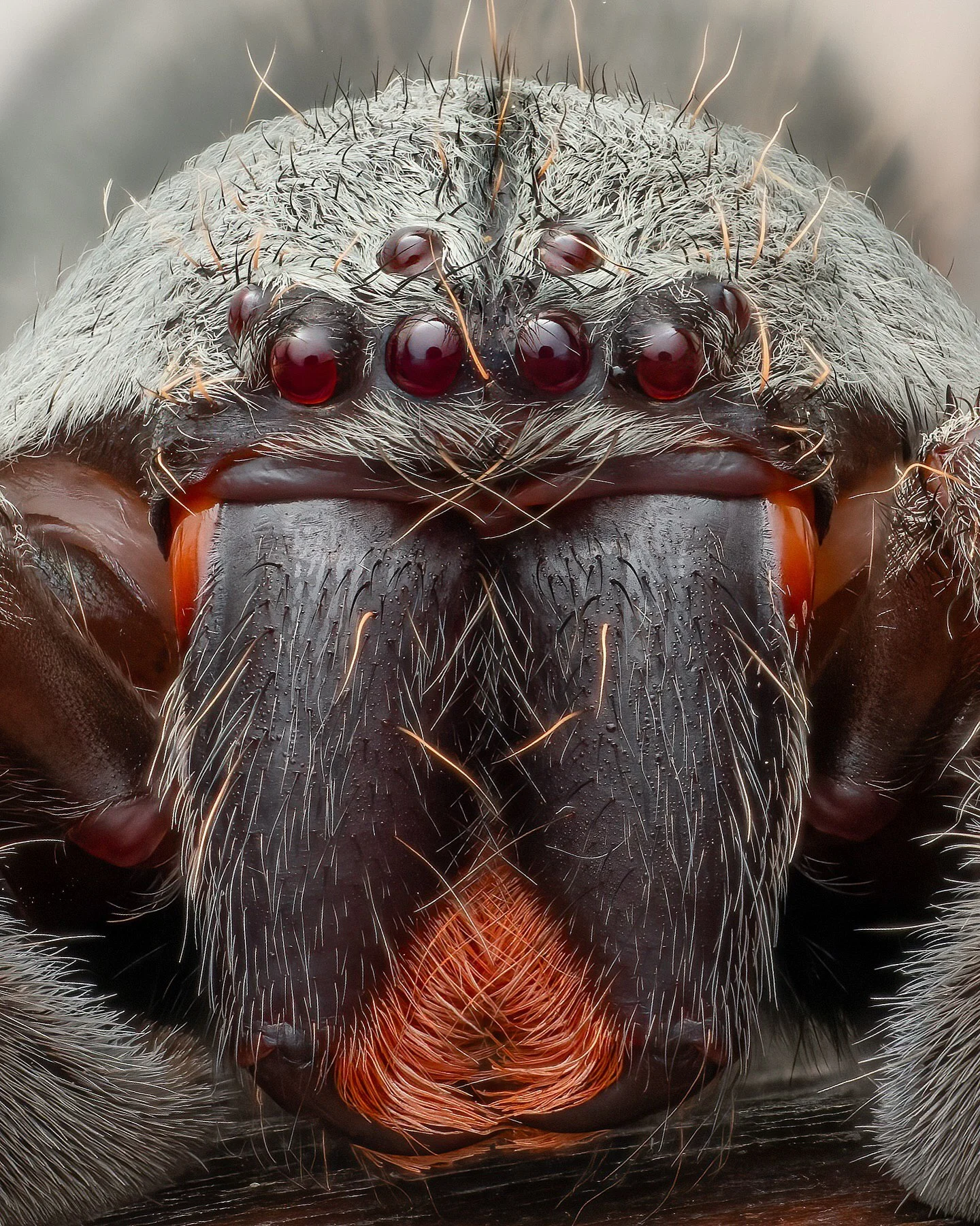 تصویر ماکرو و نمای نزدیک از صورت یک عنکبوت هانستمن (Huntsman Spider) که چشمان مهرهای قرمز رنگ و موهای قرمز رنگ اطراف نیشهای آن به وضوح دیده میشود؛ این عنکبوت در جنگلهای بارانی چوکو اکوادور عکسبرداری شده است. تصویر ماکرو و نمای نزدیک از صورت یک عنکبوت هانستمن (Huntsman Spider) که چشمان مهرهای قرمز رنگ و موهای قرمز رنگ اطراف نیشهای آن به وضوح دیده میشود؛ این عنکبوت در جنگلهای بارانی چوکو اکوادور عکسبرداری شده است.