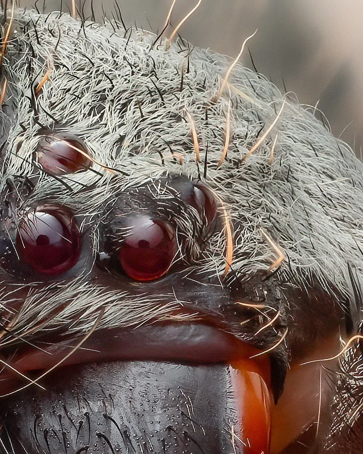 تصویر ماکرو و نمای نزدیک از صورت یک عنکبوت هانستمن (Huntsman Spider) که چشمان مهره‌ای قرمز رنگ و موهای قرمز رنگ اطراف نیش‌های آن به وضوح دیده می‌شود؛ این عنکبوت در جنگل‌های بارانی چوکو اکوادور عکسبرداری شده است.