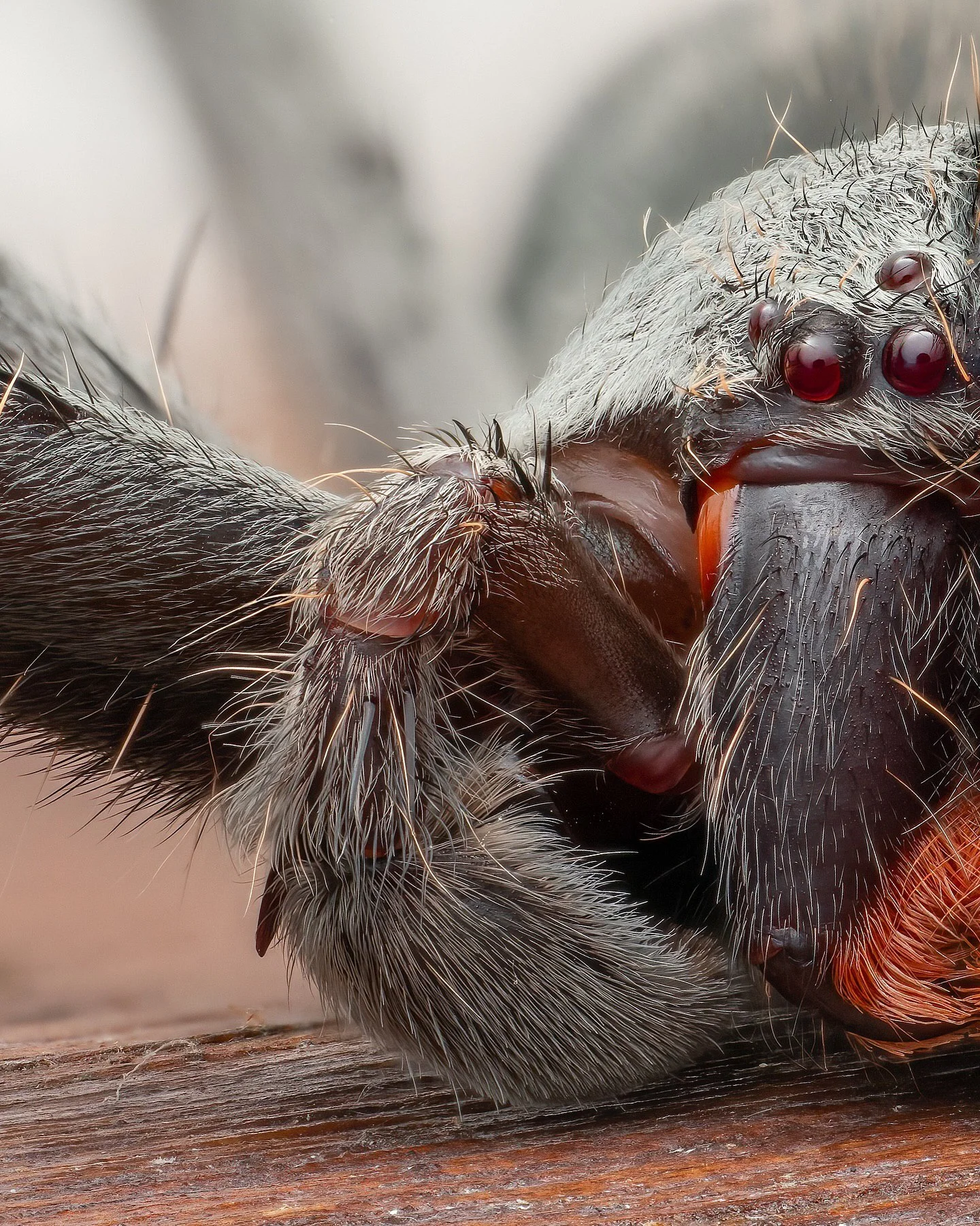 تصویر ماکرو و نمای نزدیک از صورت یک عنکبوت هانستمن (Huntsman Spider) که چشمان مهره‌ای قرمز رنگ و موهای قرمز رنگ اطراف نیش‌های آن به وضوح دیده می‌شود؛ این عنکبوت در جنگل‌های بارانی چوکو اکوادور عکسبرداری شده است.