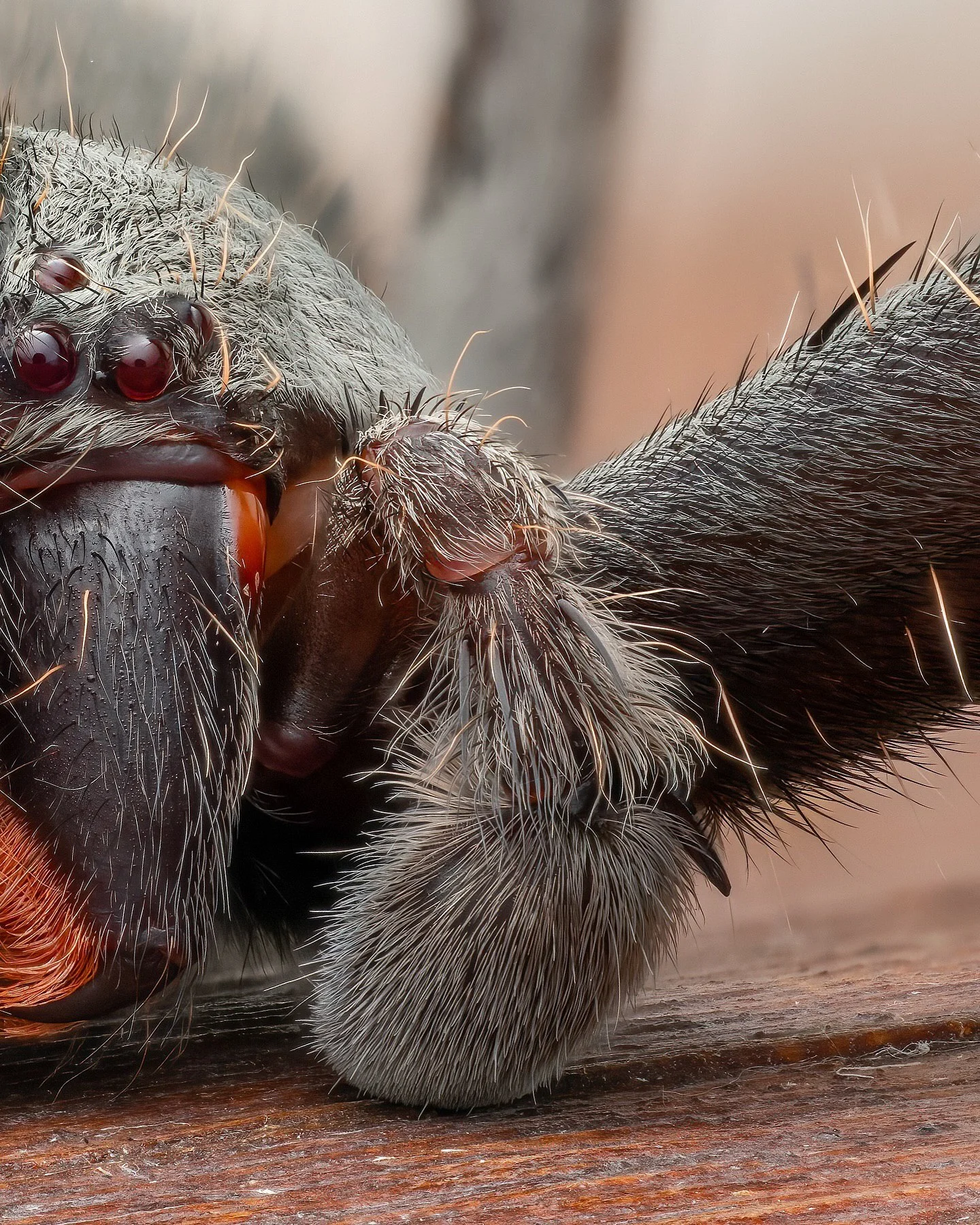 تصویر ماکرو و نمای نزدیک از صورت یک عنکبوت هانستمن (Huntsman Spider) که چشمان مهره‌ای قرمز رنگ و موهای قرمز رنگ اطراف نیش‌های آن به وضوح دیده می‌شود؛ این عنکبوت در جنگل‌های بارانی چوکو اکوادور عکسبرداری شده است.