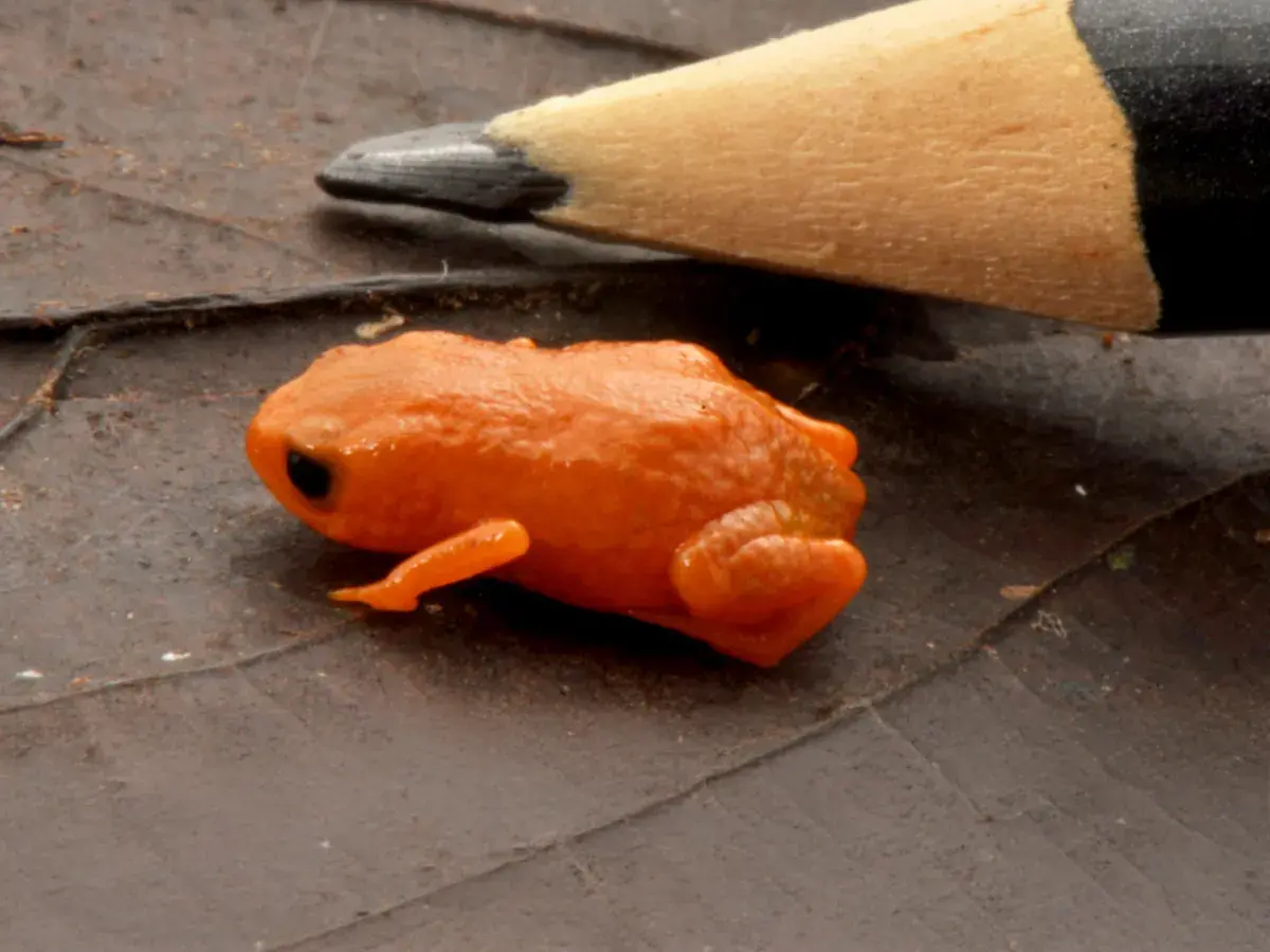 کشف کوچک‌ترین وزغ دنیا به اندازه نوک مداد در برزیل؛ صدای جفت‌گیری که زیست‌شناسان را شگفت‌زده کرد!