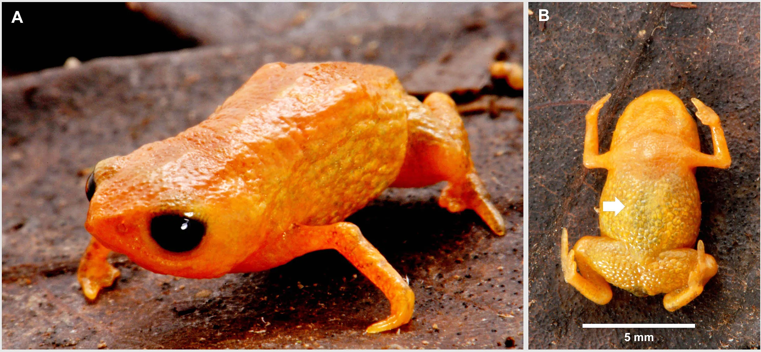 کوچکترین وزغ کوچکترین وزغ