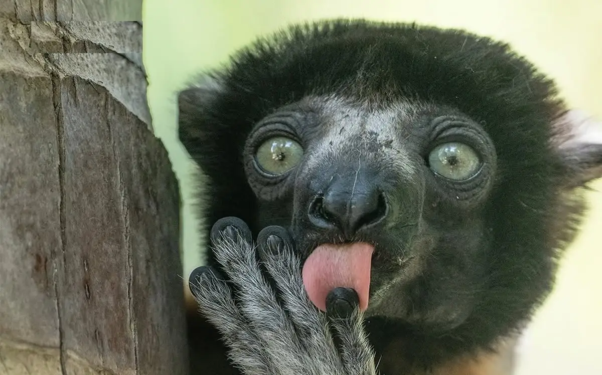 تصاویری شگفت‌انگیز و نادر از دنیای عجیب حیوانات که شما را متحیر می‌کند!