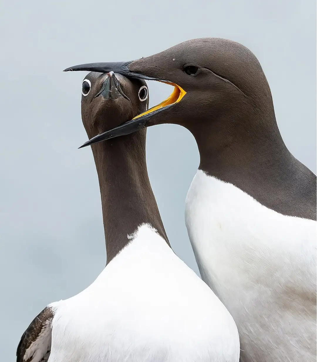 بنا بر اعلام داوران عکاسی کمدی حیات‌وحش نیکون؛ این صحنه‌های عجیب‌وغریب جزو خنده‌دارترین عکس‌های حیوانات در سال ۲۰۲۵ هستند. مسابقه امسال رکوردشکن بود و ۱۰ هزار اثر از ۱۰۹ کشور دریافت شد که بیشترین تعداد آثار در طول ۱۱ سال تاریخ برگزاری این رقابت محسوب می ش