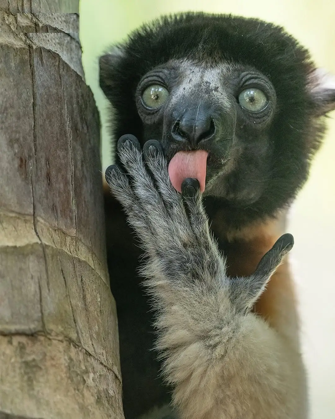 بنا بر اعلام داوران عکاسی کمدی حیات‌وحش نیکون؛ این صحنه‌های عجیب‌وغریب جزو خنده‌دارترین عکس‌های حیوانات در سال ۲۰۲۵ هستند. مسابقه امسال رکوردشکن بود و ۱۰ هزار اثر از ۱۰۹ کشور دریافت شد که بیشترین تعداد آثار در طول ۱۱ سال تاریخ برگزاری این رقابت محسوب می ش