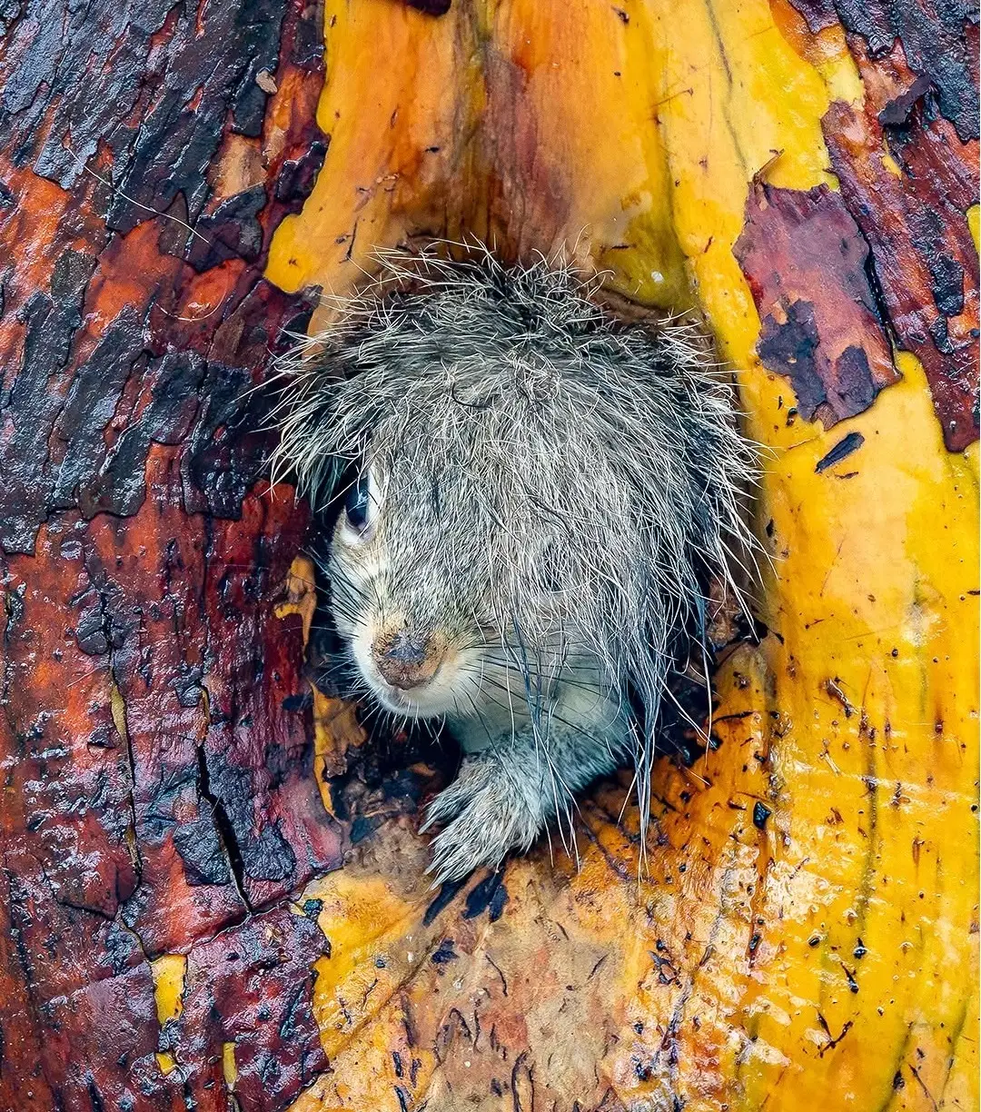 بنا بر اعلام داوران عکاسی کمدی حیات‌وحش نیکون؛ این صحنه‌های عجیب‌وغریب جزو خنده‌دارترین عکس‌های حیوانات در سال ۲۰۲۵ هستند. مسابقه امسال رکوردشکن بود و ۱۰ هزار اثر از ۱۰۹ کشور دریافت شد که بیشترین تعداد آثار در طول ۱۱ سال تاریخ برگزاری این رقابت محسوب می ش