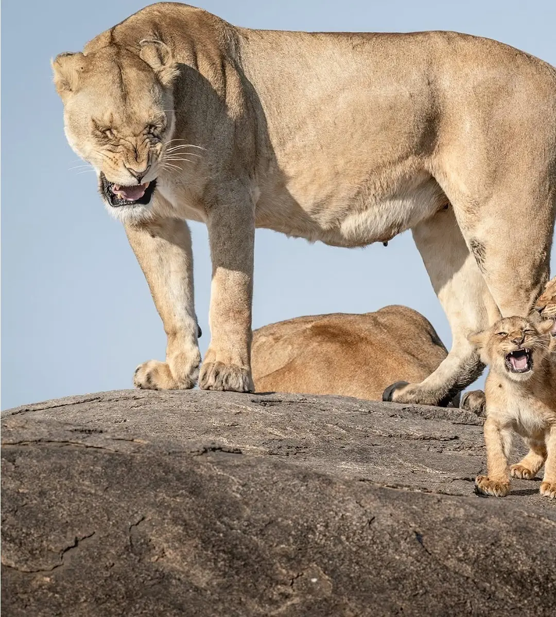 بنا بر اعلام داوران عکاسی کمدی حیات‌وحش نیکون؛ این صحنه‌های عجیب‌وغریب جزو خنده‌دارترین عکس‌های حیوانات در سال ۲۰۲۵ هستند. مسابقه امسال رکوردشکن بود و ۱۰ هزار اثر از ۱۰۹ کشور دریافت شد که بیشترین تعداد آثار در طول ۱۱ سال تاریخ برگزاری این رقابت محسوب می ش