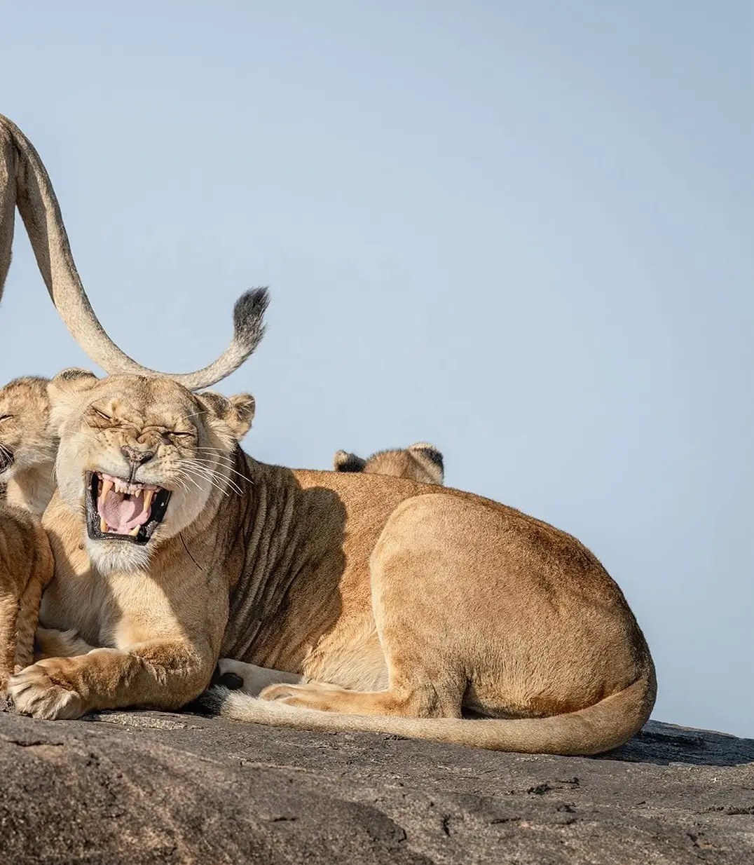 بنا بر اعلام داوران عکاسی کمدی حیات‌وحش نیکون؛ این صحنه‌های عجیب‌وغریب جزو خنده‌دارترین عکس‌های حیوانات در سال ۲۰۲۵ هستند. مسابقه امسال رکوردشکن بود و ۱۰ هزار اثر از ۱۰۹ کشور دریافت شد که بیشترین تعداد آثار در طول ۱۱ سال تاریخ برگزاری این رقابت محسوب می ش