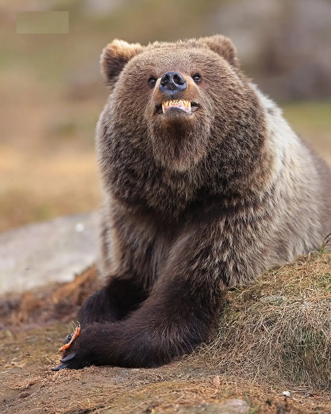 بنا بر اعلام داوران عکاسی کمدی حیات‌وحش نیکون؛ این صحنه‌های عجیب‌وغریب جزو خنده‌دارترین عکس‌های حیوانات در سال ۲۰۲۵ هستند. مسابقه امسال رکوردشکن بود و ۱۰ هزار اثر از ۱۰۹ کشور دریافت شد که بیشترین تعداد آثار در طول ۱۱ سال تاریخ برگزاری این رقابت محسوب می ش