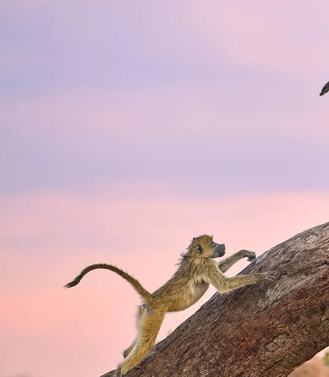 بنا بر اعلام داوران عکاسی کمدی حیات‌وحش نیکون؛ این صحنه‌های عجیب‌وغریب جزو خنده‌دارترین عکس‌های حیوانات در سال ۲۰۲۵ هستند. مسابقه امسال رکوردشکن بود و ۱۰ هزار اثر از ۱۰۹ کشور دریافت شد که بیشترین تعداد آثار در طول ۱۱ سال تاریخ برگزاری این رقابت محسوب می ش