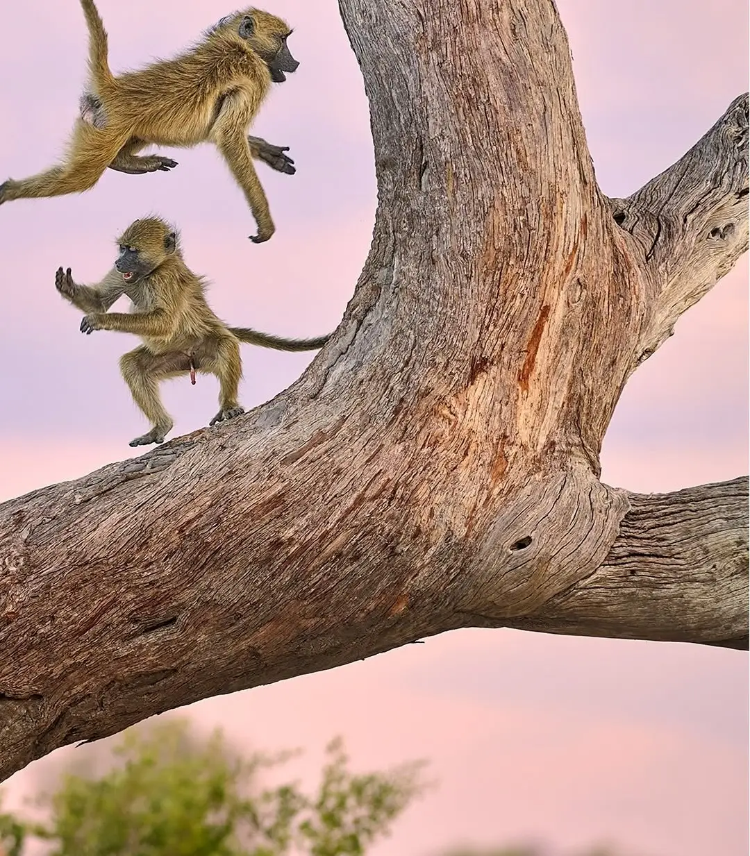 بنا بر اعلام داوران عکاسی کمدی حیات‌وحش نیکون؛ این صحنه‌های عجیب‌وغریب جزو خنده‌دارترین عکس‌های حیوانات در سال ۲۰۲۵ هستند. مسابقه امسال رکوردشکن بود و ۱۰ هزار اثر از ۱۰۹ کشور دریافت شد که بیشترین تعداد آثار در طول ۱۱ سال تاریخ برگزاری این رقابت محسوب می ش