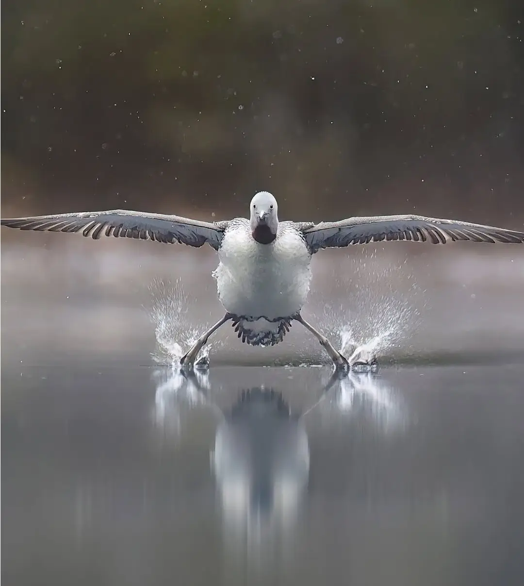 بنا بر اعلام داوران عکاسی کمدی حیات‌وحش نیکون؛ این صحنه‌های عجیب‌وغریب جزو خنده‌دارترین عکس‌های حیوانات در سال ۲۰۲۵ هستند. مسابقه امسال رکوردشکن بود و ۱۰ هزار اثر از ۱۰۹ کشور دریافت شد که بیشترین تعداد آثار در طول ۱۱ سال تاریخ برگزاری این رقابت محسوب می ش