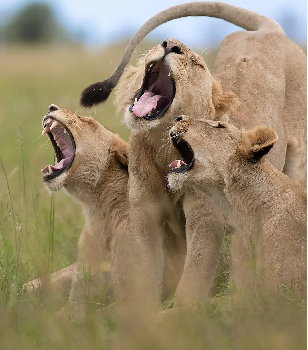 بنا بر اعلام داوران عکاسی کمدی حیات‌وحش نیکون؛ این صحنه‌های عجیب‌وغریب جزو خنده‌دارترین عکس‌های حیوانات در سال ۲۰۲۵ هستند. مسابقه امسال رکوردشکن بود و ۱۰ هزار اثر از ۱۰۹ کشور دریافت شد که بیشترین تعداد آثار در طول ۱۱ سال تاریخ برگزاری این رقابت محسوب می ش