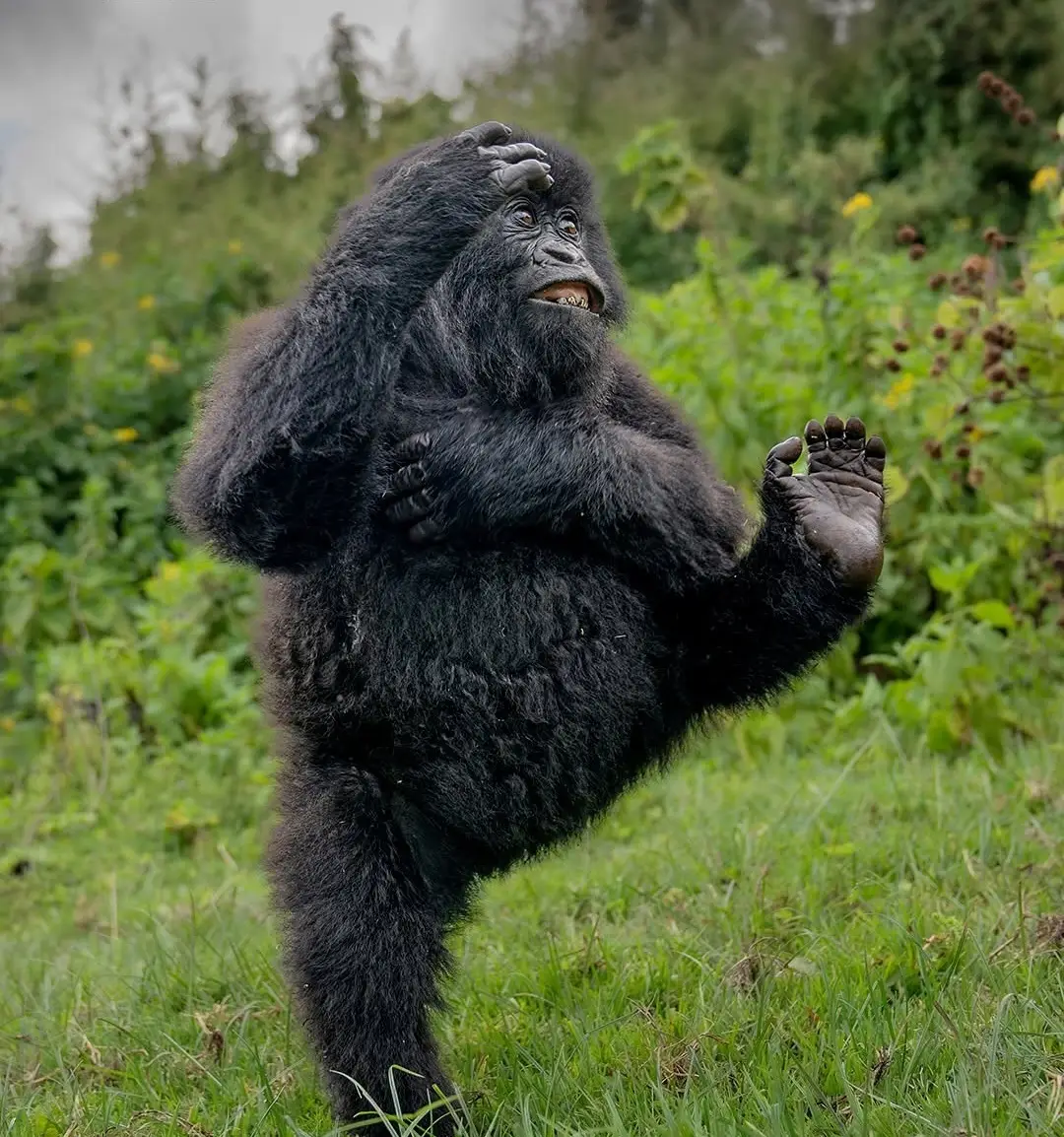 بنا بر اعلام داوران عکاسی کمدی حیات‌وحش نیکون؛ این صحنه‌های عجیب‌وغریب جزو خنده‌دارترین عکس‌های حیوانات در سال ۲۰۲۵ هستند. مسابقه امسال رکوردشکن بود و ۱۰ هزار اثر از ۱۰۹ کشور دریافت شد که بیشترین تعداد آثار در طول ۱۱ سال تاریخ برگزاری این رقابت محسوب می ش