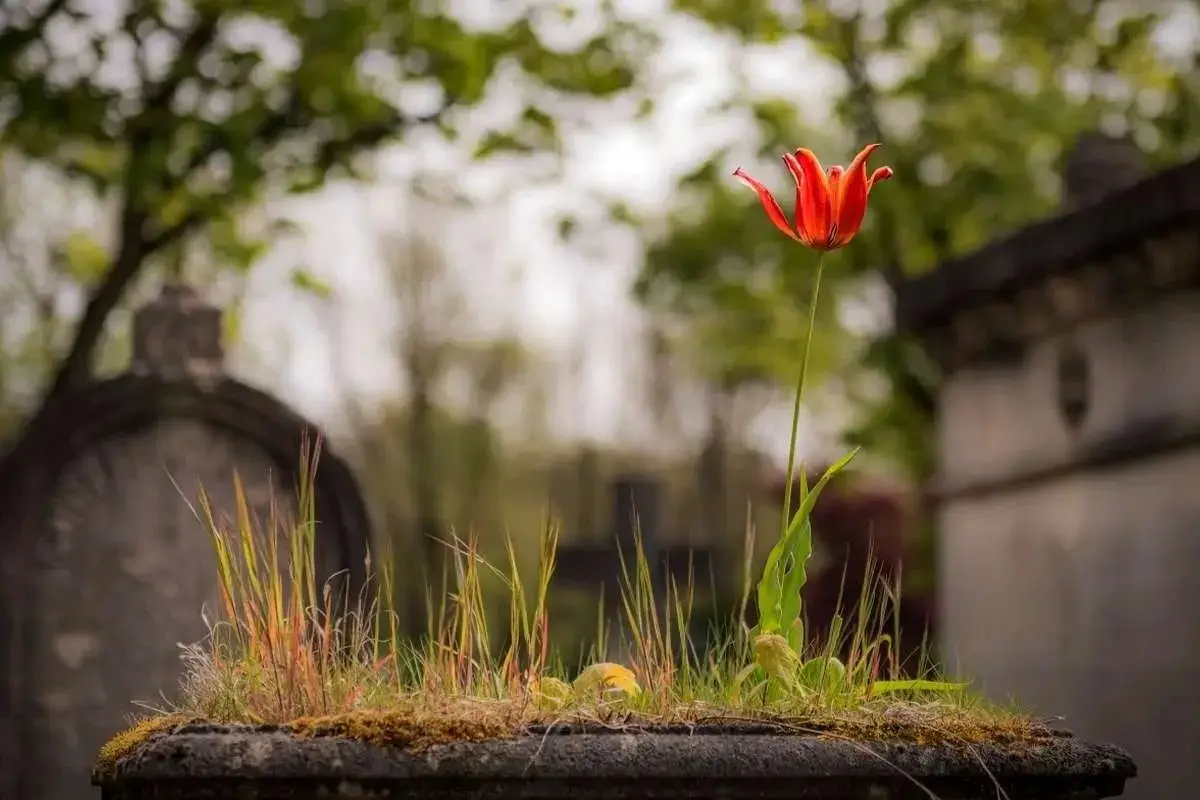 چرا «تئوری تشییع جنازه» زندگی شما را برای همیشه تغییر می‌دهد؟ راز خوشبختی که همه جا می‌گویند!