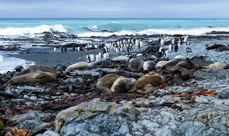جزیره مک‌کواری