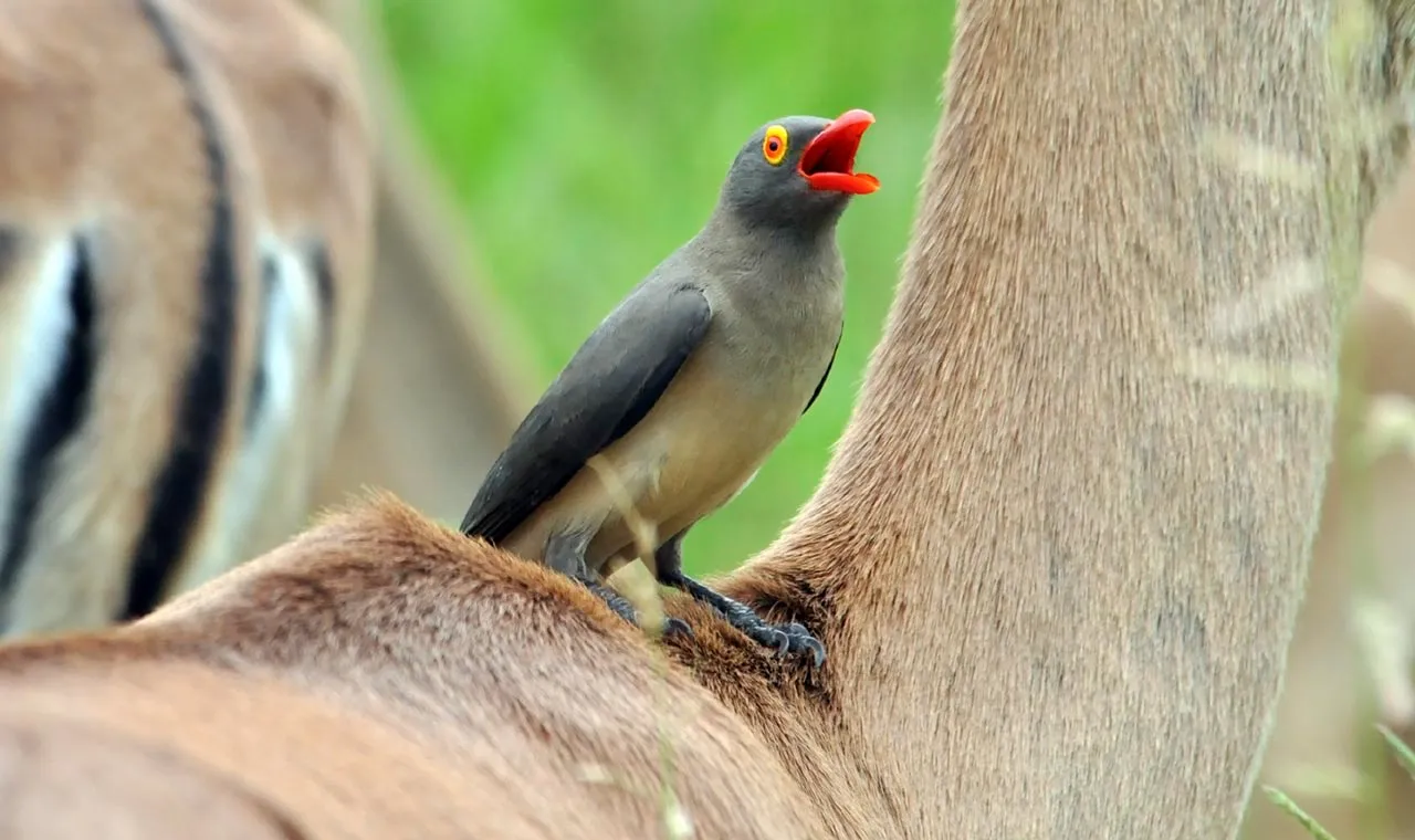 پرندگان خون‌خوار