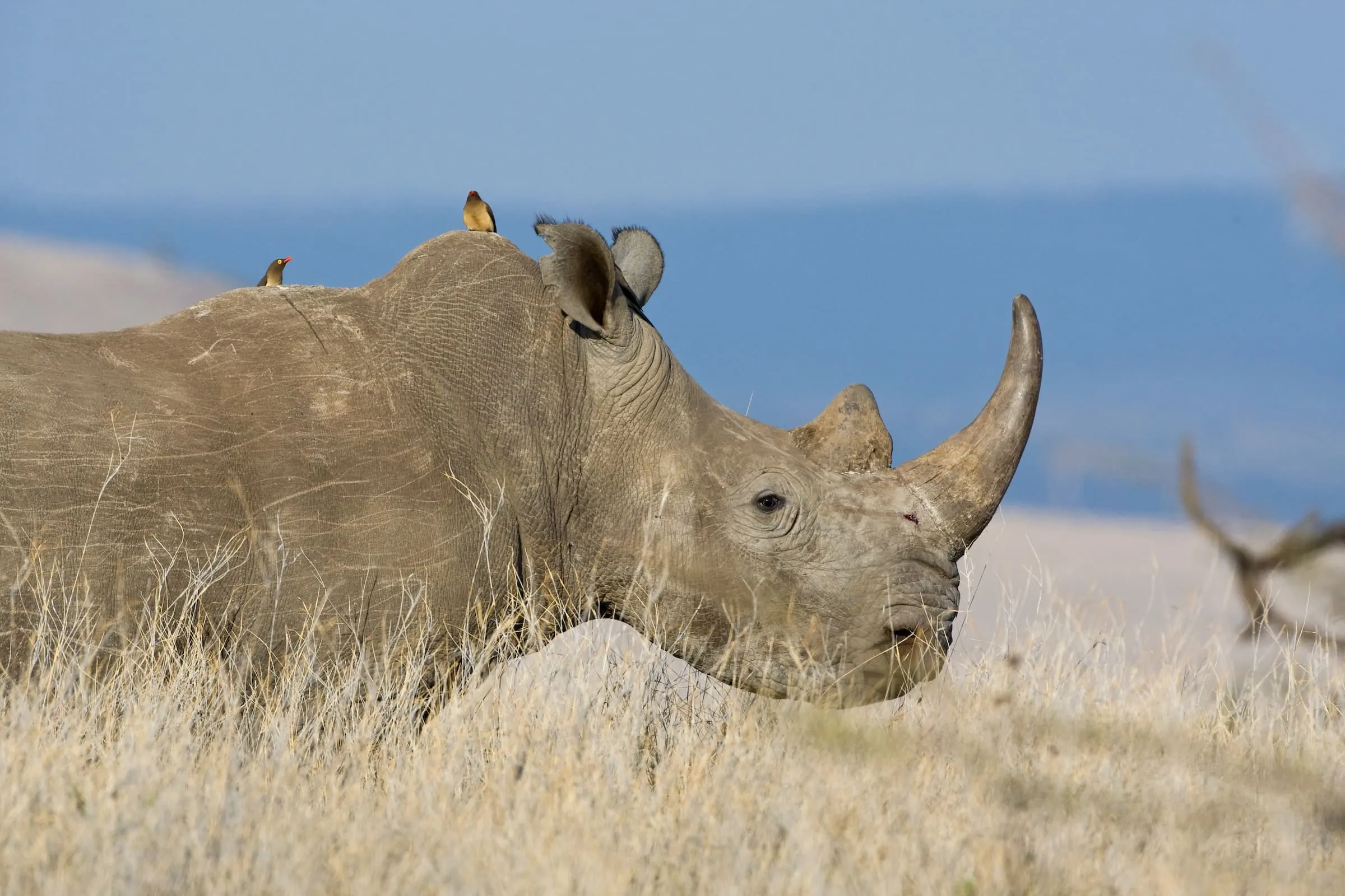 پرندگان خون‌خوار