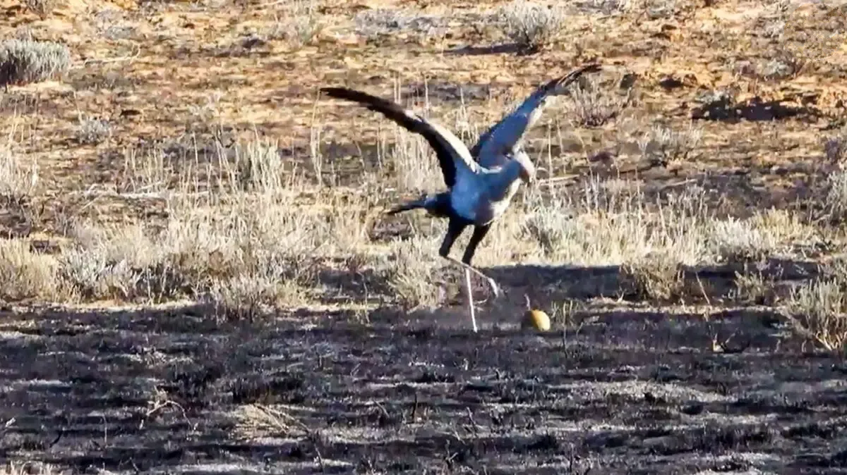 تماشای فوتبال شگفت‌انگیز پرنده آفریقایی؛ رونالدو هم حیرت‌زده می‌ماند!