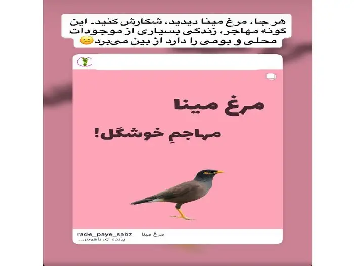 اظهارنظر غیرکارشناسی درباره شکار «مرغ مینا»